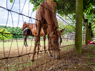 KS300622-95 - Cupboard Love's foal by Territories